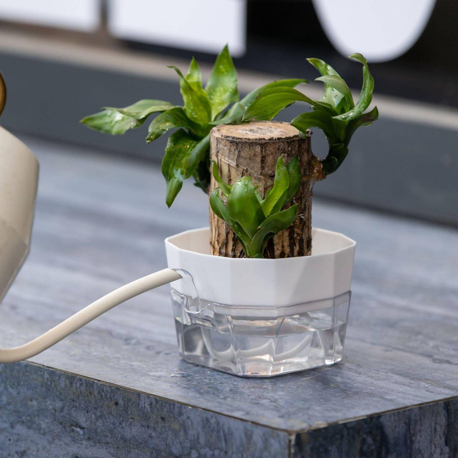 Wazon hydroponiczny dwuwarstwo – Self-Watering Planter recenzja i cena